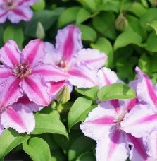 Pépinières Français PF_Clématite178 Clématite 'Tudor' - clematis