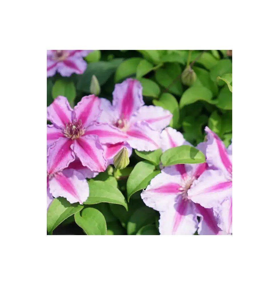 Pépinières Français PF_Clématite178 Clématite 'Tudor' - clematis