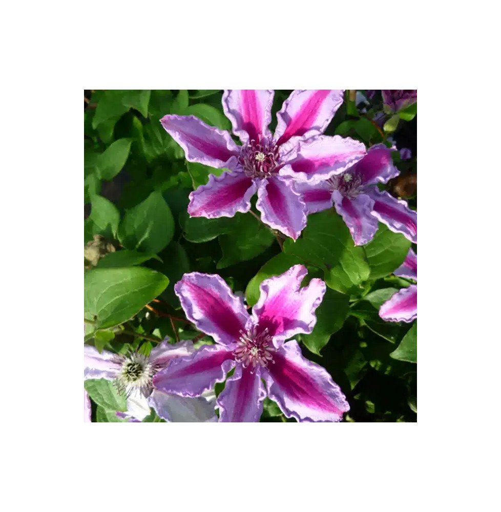 Pépinières Français PF_Clématite178 Clématite 'Tudor' - clematis