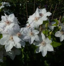 Pépinières Français PF_Clématite743 Clématite 'Valge Daam' - clematis patens