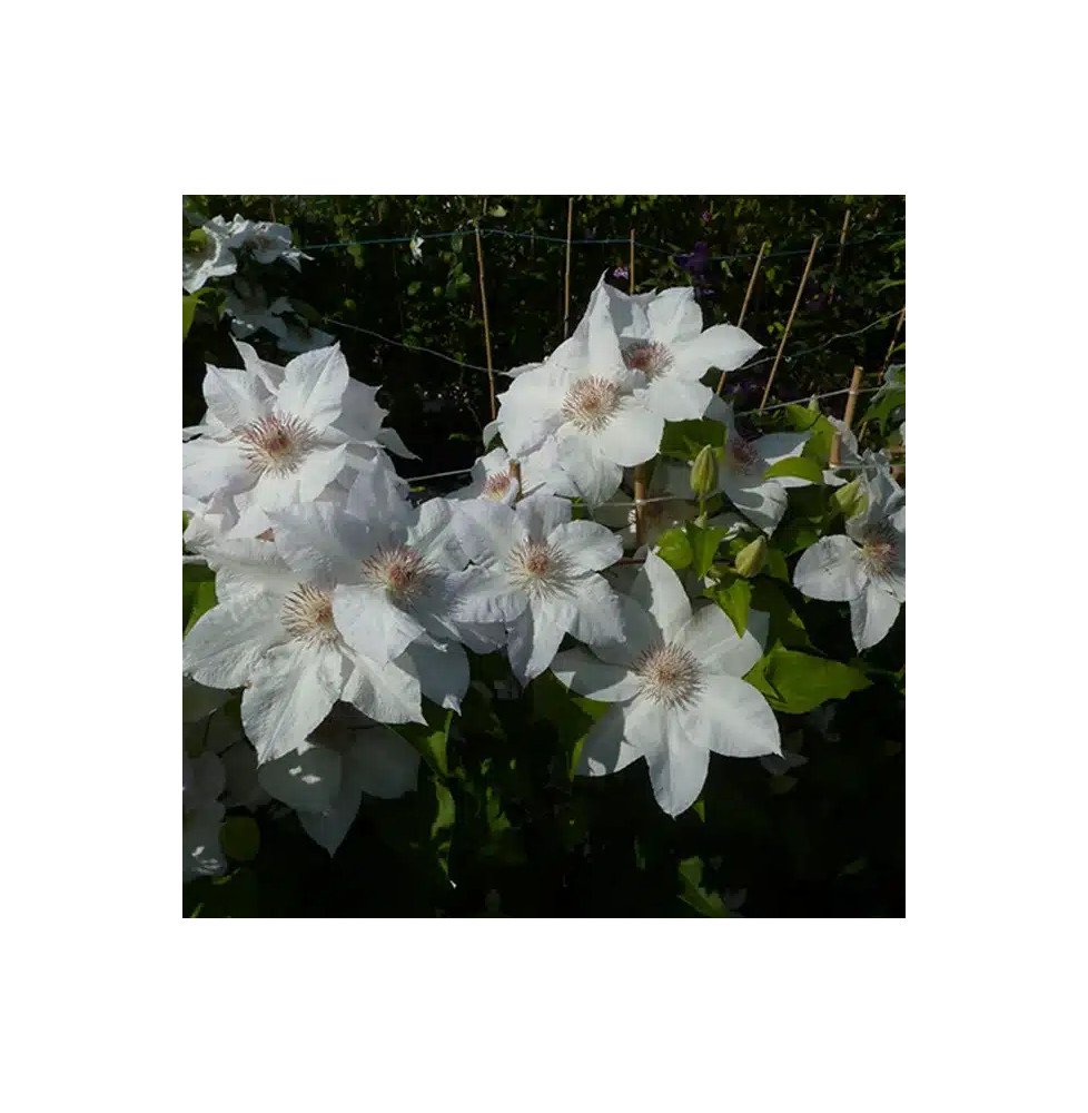 Pépinières Français PF_Clématite743 Clématite 'Valge Daam' - clematis patens