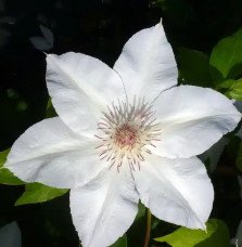 Pépinières Français PF_Clématite743 Clématite 'Valge Daam' - clematis patens