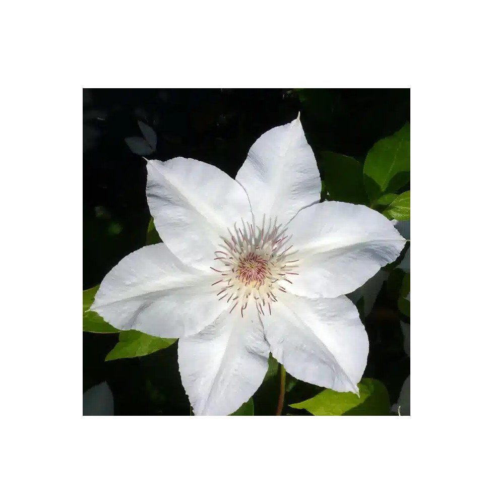 Pépinières Français PF_Clématite743 Clématite 'Valge Daam' - clematis patens