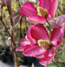 Pépinières Français PF_Clématite230 Clématite 'Van Gogh' - clematis montana