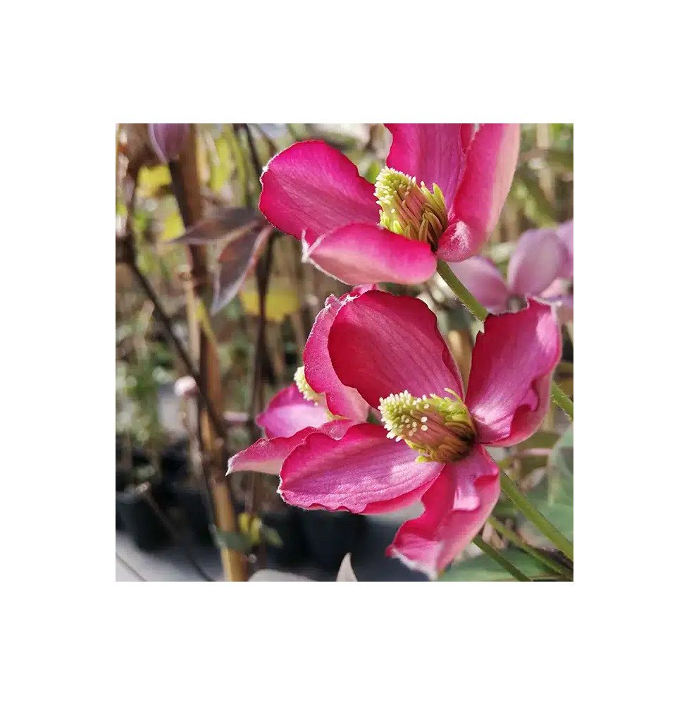 Pépinières Français PF_Clématite230 Clématite 'Van Gogh' - clematis montana