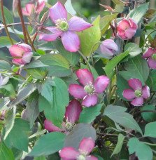 Pépinières Français PF_Clématite230 Clématite 'Van Gogh' - clematis montana