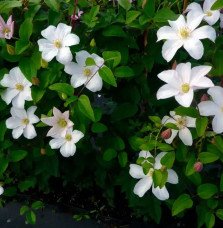 Pépinières Français PF_Clématite230 Clématite 'Van Gogh' - clematis montana