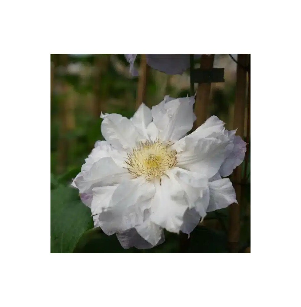 Pépinières Français PF_Clématite371 Clématite 'Veronica's Choice' - clematis