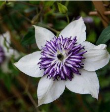 Pépinières Français PF_Clématite89 Clématite 'Viennetta®' - clematis florida