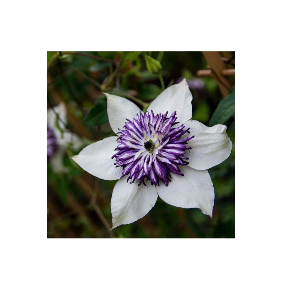 Pépinières Français PF_Clématite89 Clématite 'Viennetta®' - clematis florida