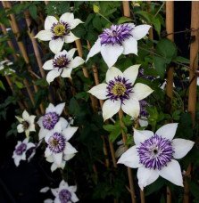 Pépinières Français PF_Clématite89 Clématite 'Viennetta®' - clematis florida