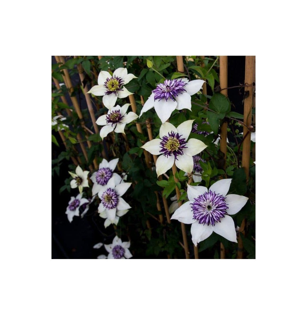 Pépinières Français PF_Clématite89 Clématite 'Viennetta®' - clematis florida