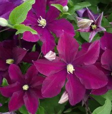 Pépinières Français PF_Clématite379 Clématite 'Warszawska Nike' - clematis