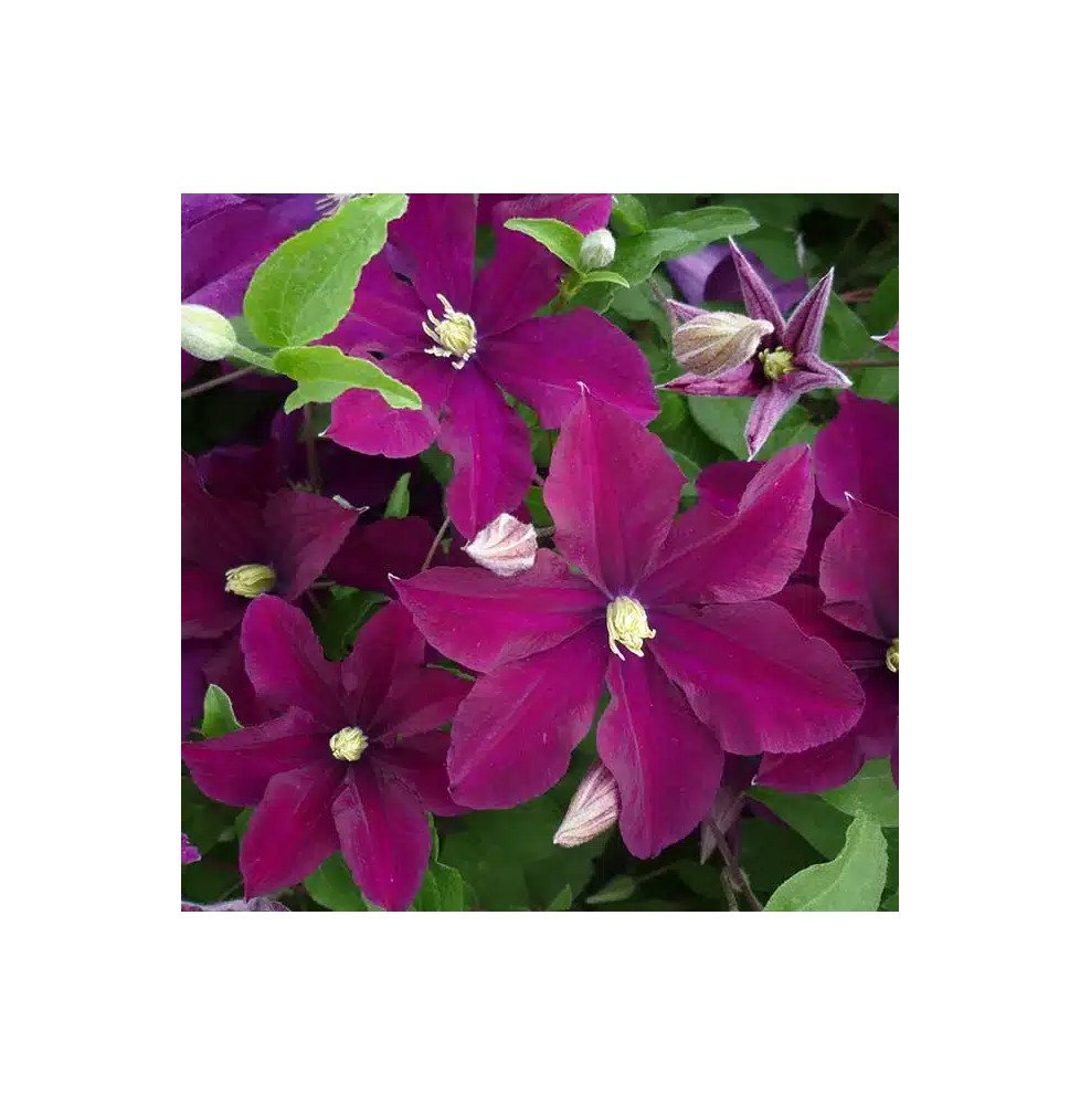 Pépinières Français PF_Clématite379 Clématite 'Warszawska Nike' - clematis