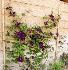 Pépinières Français PF_Clématite379 Clématite 'Warszawska Nike' - clematis