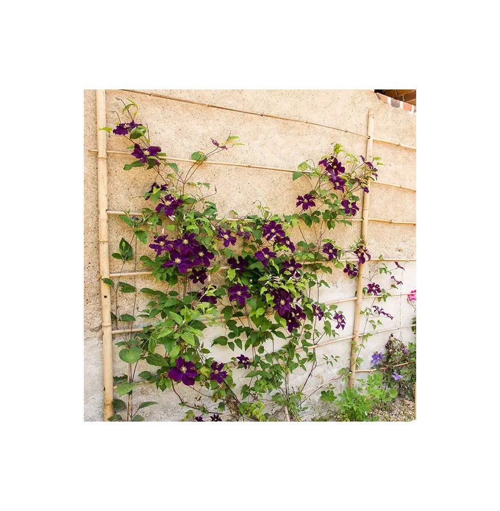 Pépinières Français PF_Clématite379 Clématite 'Warszawska Nike' - clematis