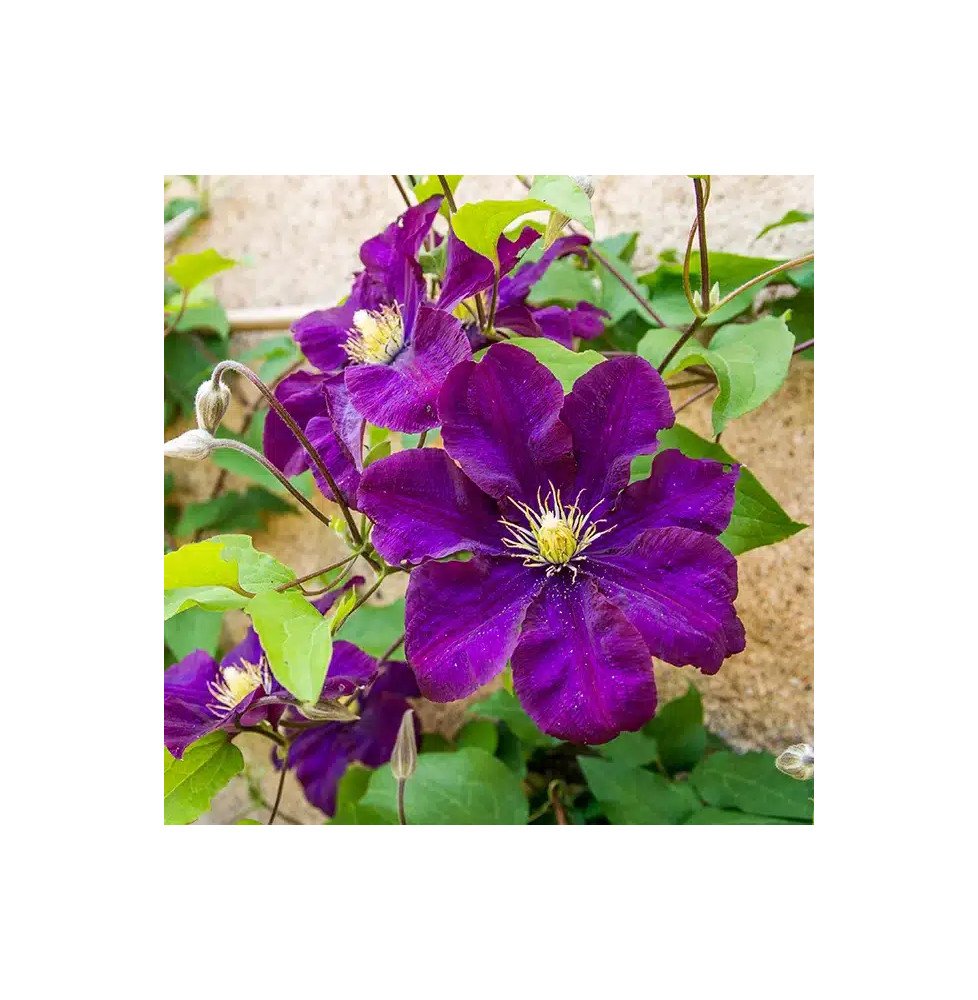 Pépinières Français PF_Clématite379 Clématite 'Warszawska Nike' - clematis
