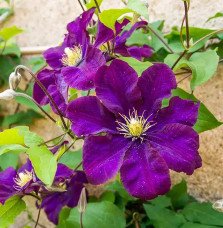 Pépinières Français PF_Clématite379 Clématite 'Warszawska Nike' - clematis