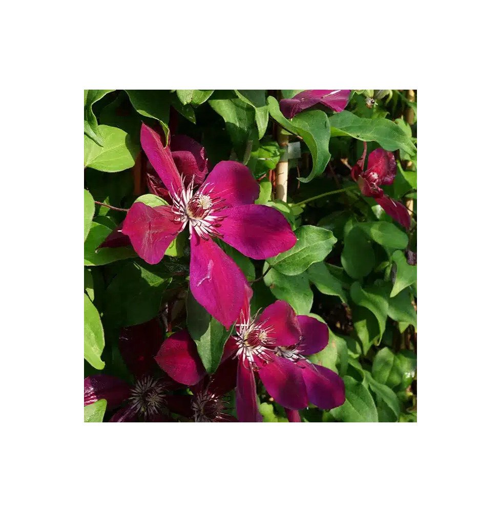 Pépinières Français PF_Clématite793 Clématite 'Westerplatte' - clematis