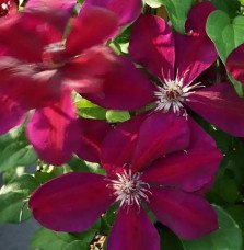 Pépinières Français PF_Clématite793 Clématite 'Westerplatte' - clematis