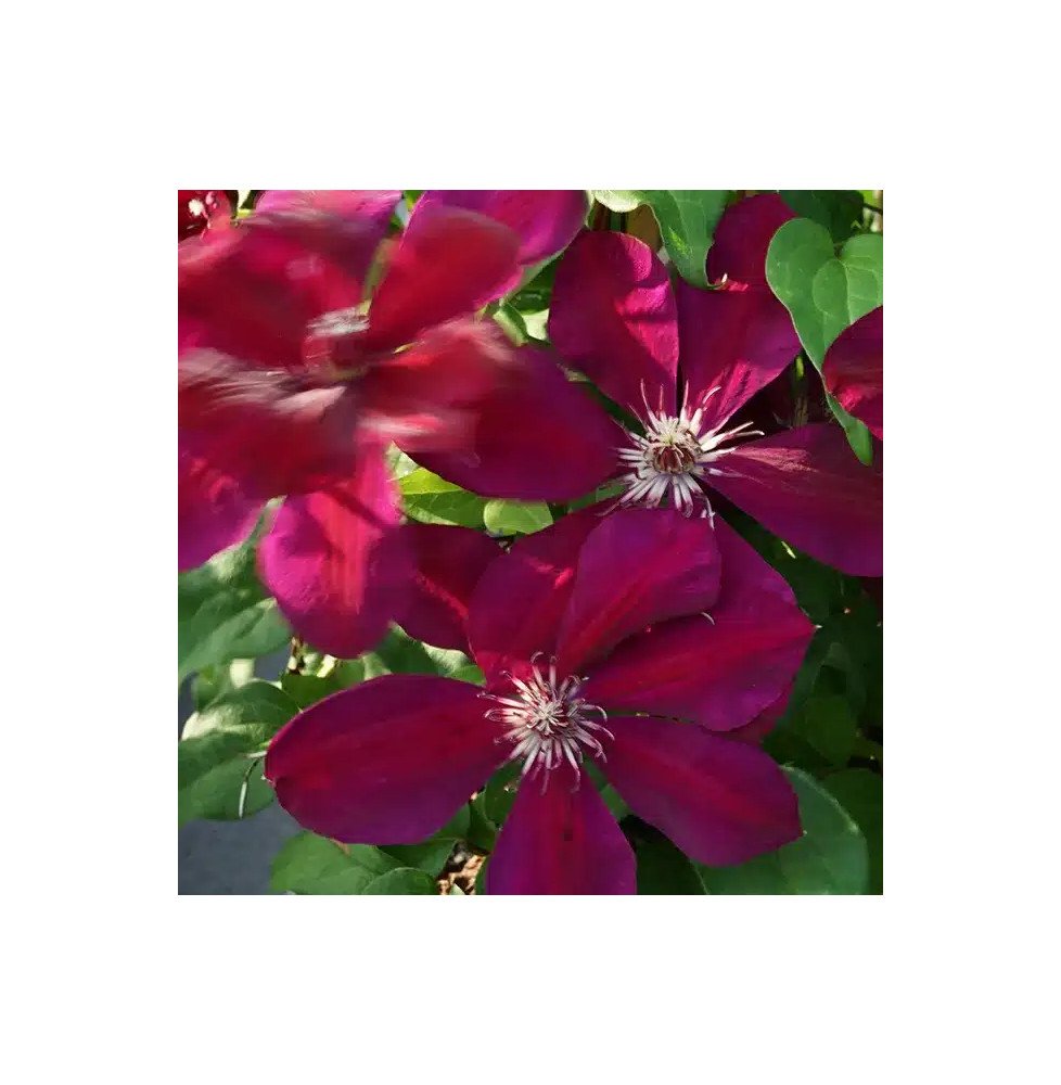 Pépinières Français PF_Clématite793 Clématite 'Westerplatte' - clematis