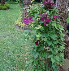 Pépinières Français PF_Clématite793 Clématite 'Westerplatte' - clematis