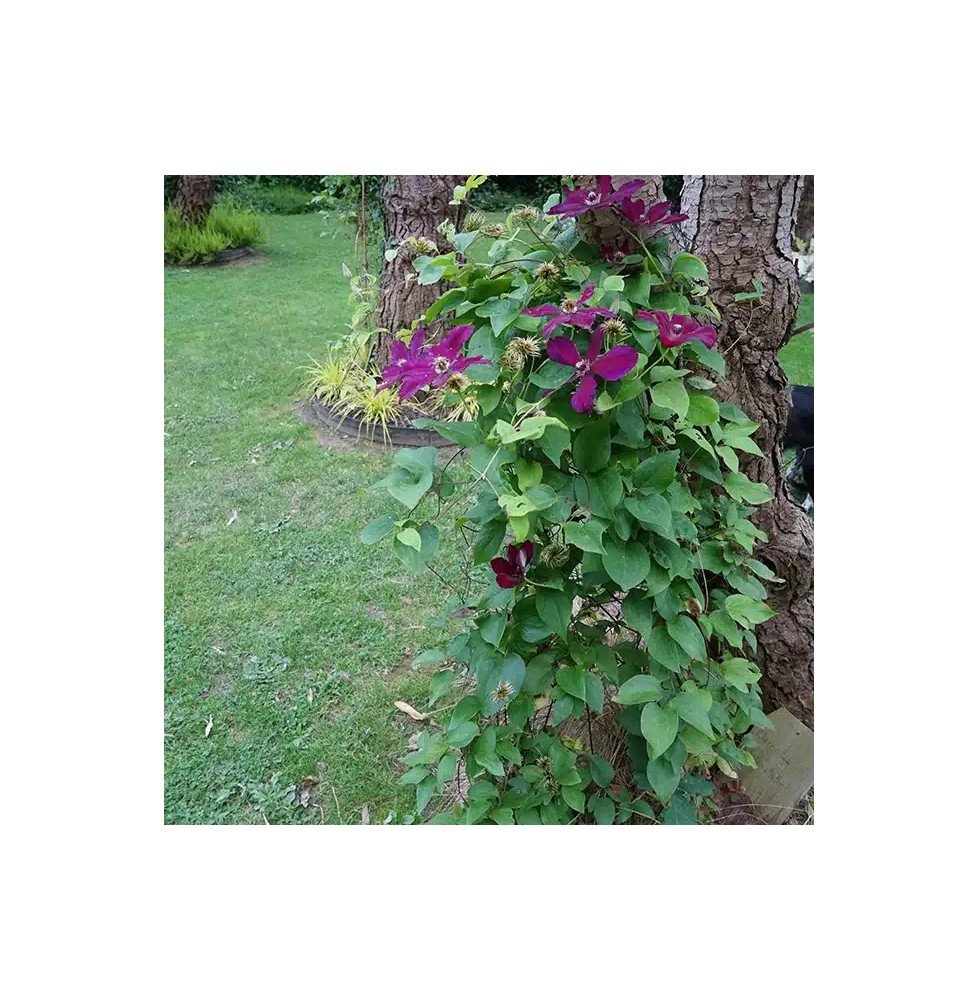 Pépinières Français PF_Clématite793 Clématite 'Westerplatte' - clematis
