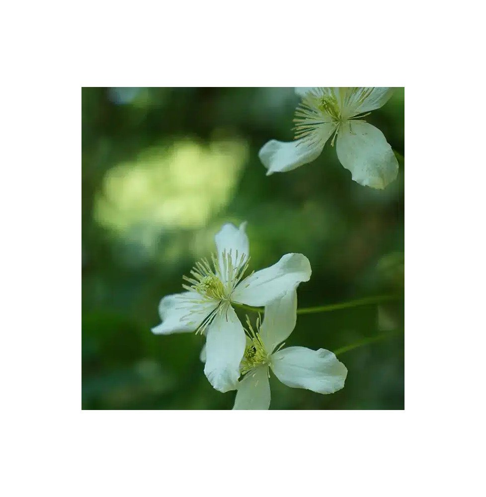 Pépinières Français PF_Clématite676 Clématite 'Wilsonii' - clematis montana