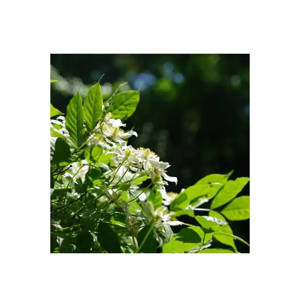 Pépinières Français PF_Clématite676 Clématite 'Wilsonii' - clematis montana