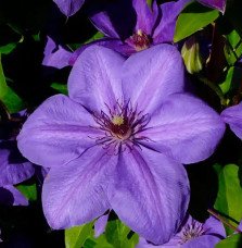 Pépinières Français PF_Clématite64 Clématite 'Xerxes' - clematis