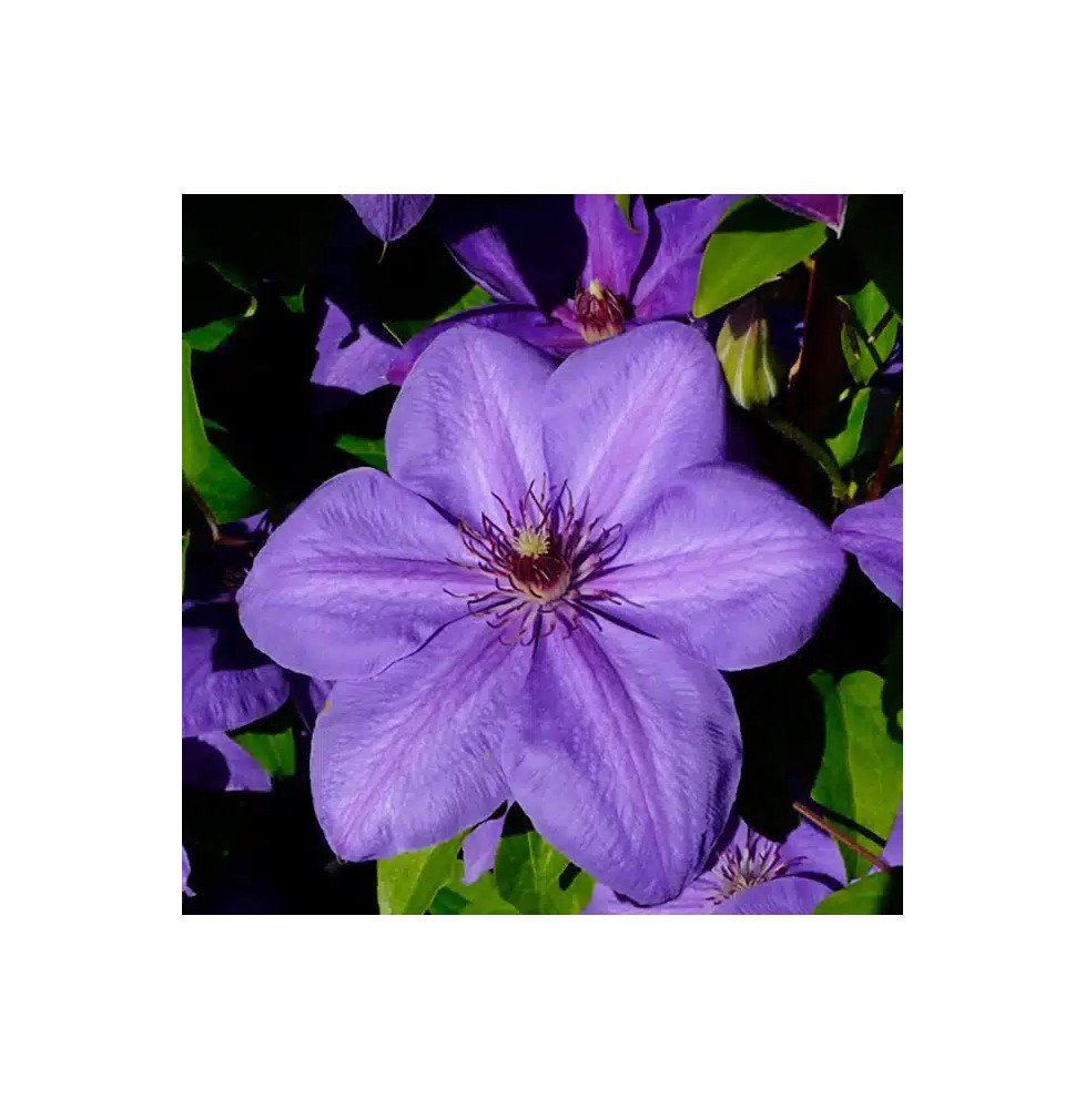 Pépinières Français PF_Clématite64 Clématite 'Xerxes' - clematis