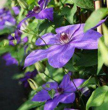Pépinières Français PF_Clématite64 Clématite 'Xerxes' - clematis