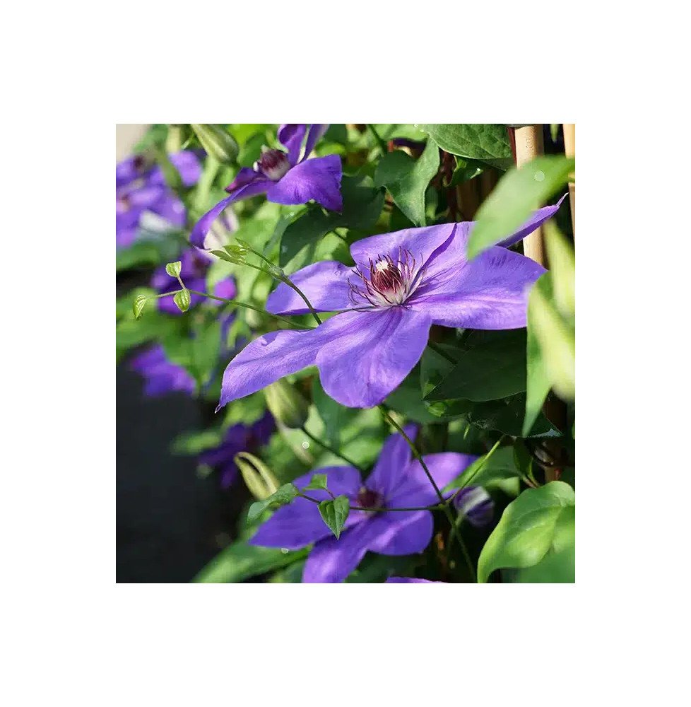 Pépinières Français PF_Clématite64 Clématite 'Xerxes' - clematis