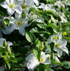 Pépinières Français PF_Clématite007 Clématite 'Yukikomachi' - Clematis
