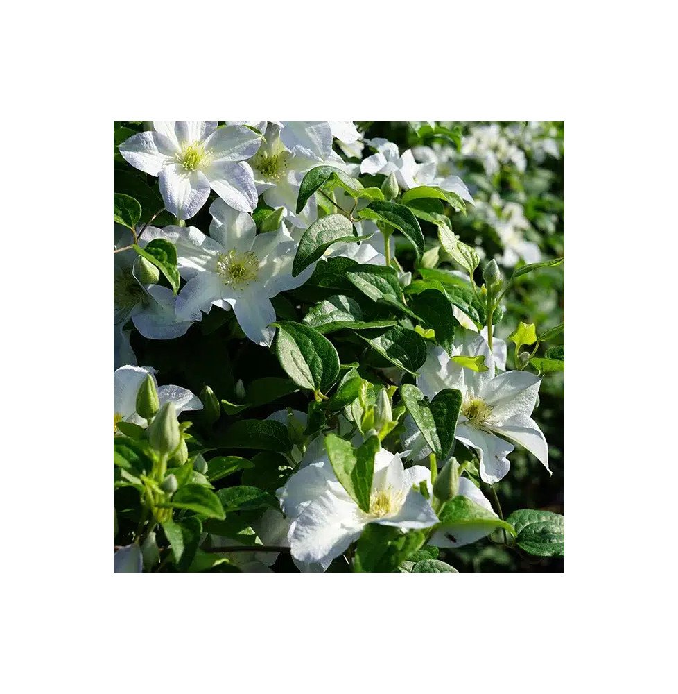 Pépinières Français PF_Clématite007 Clématite 'Yukikomachi' - Clematis