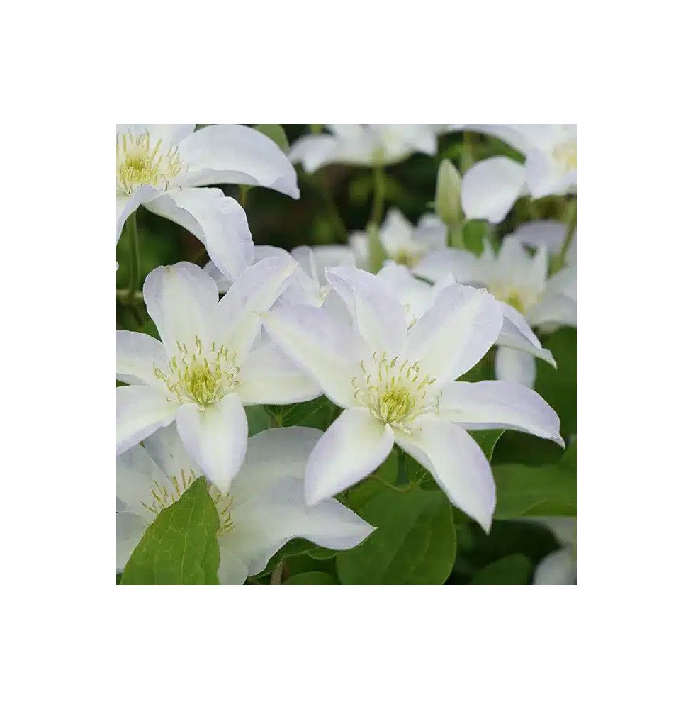 Pépinières Français PF_Clématite007 Clématite 'Yukikomachi' - Clematis