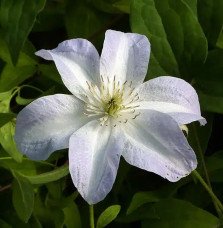 Pépinières Français PF_Clématite007 Clématite 'Yukikomachi' - Clematis