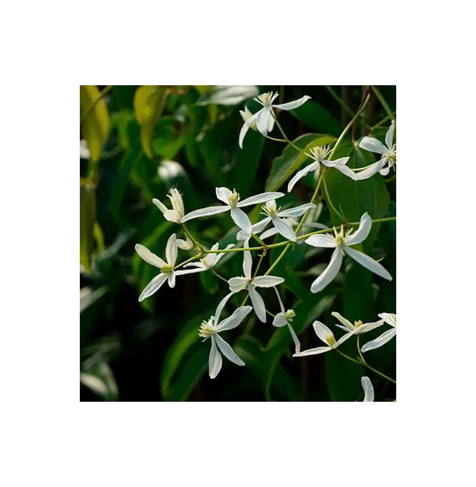 Pépinières Français PF_Clématite797 Clématite Armandii 'Little White Charm' - clematis