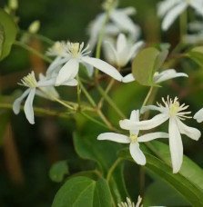 Pépinières Français PF_Clématite797 Clématite Armandii 'Little White Charm' - clematis