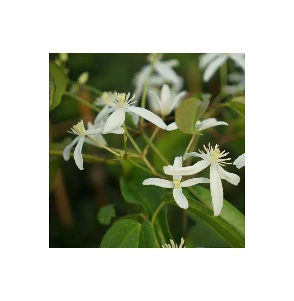 Pépinières Français PF_Clématite797 Clématite Armandii 'Little White Charm' - clematis
