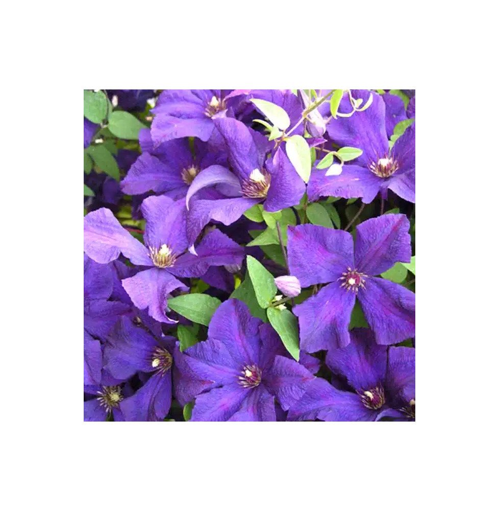 Pépinières Français PF_Clématite8796 Clématite de Jackman 'Superba' - clematis jackmanii