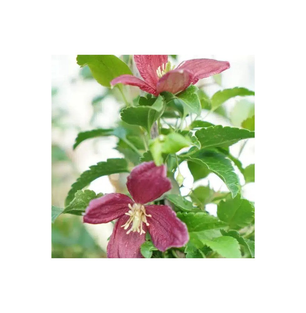 Pépinières Français PF_Clématite392 Clématite de Noël 'Lansdowne Gem' - clematis cirrhosa