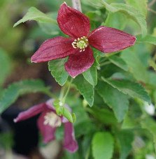 Pépinières Français PF_Clématite392 Clématite de Noël 'Lansdowne Gem' - clematis cirrhosa