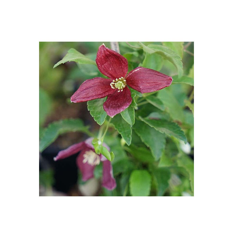 Pépinières Français PF_Clématite392 Clématite de Noël 'Lansdowne Gem' - clematis cirrhosa