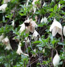 Pépinières Français PF_Clématite010 Clématite de Noël 'Winter Parasol'- clematis cirrhosa