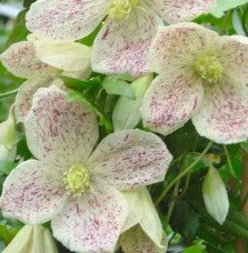 Pépinières Français PF_Clématite010 Clématite de Noël 'Winter Parasol'- clematis cirrhosa