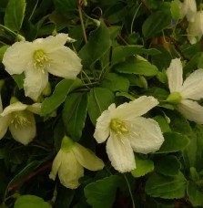 Pépinières Français PF_Clématite658 Clématite de Noël 'Wisley Cream'- clematis cirrhosa