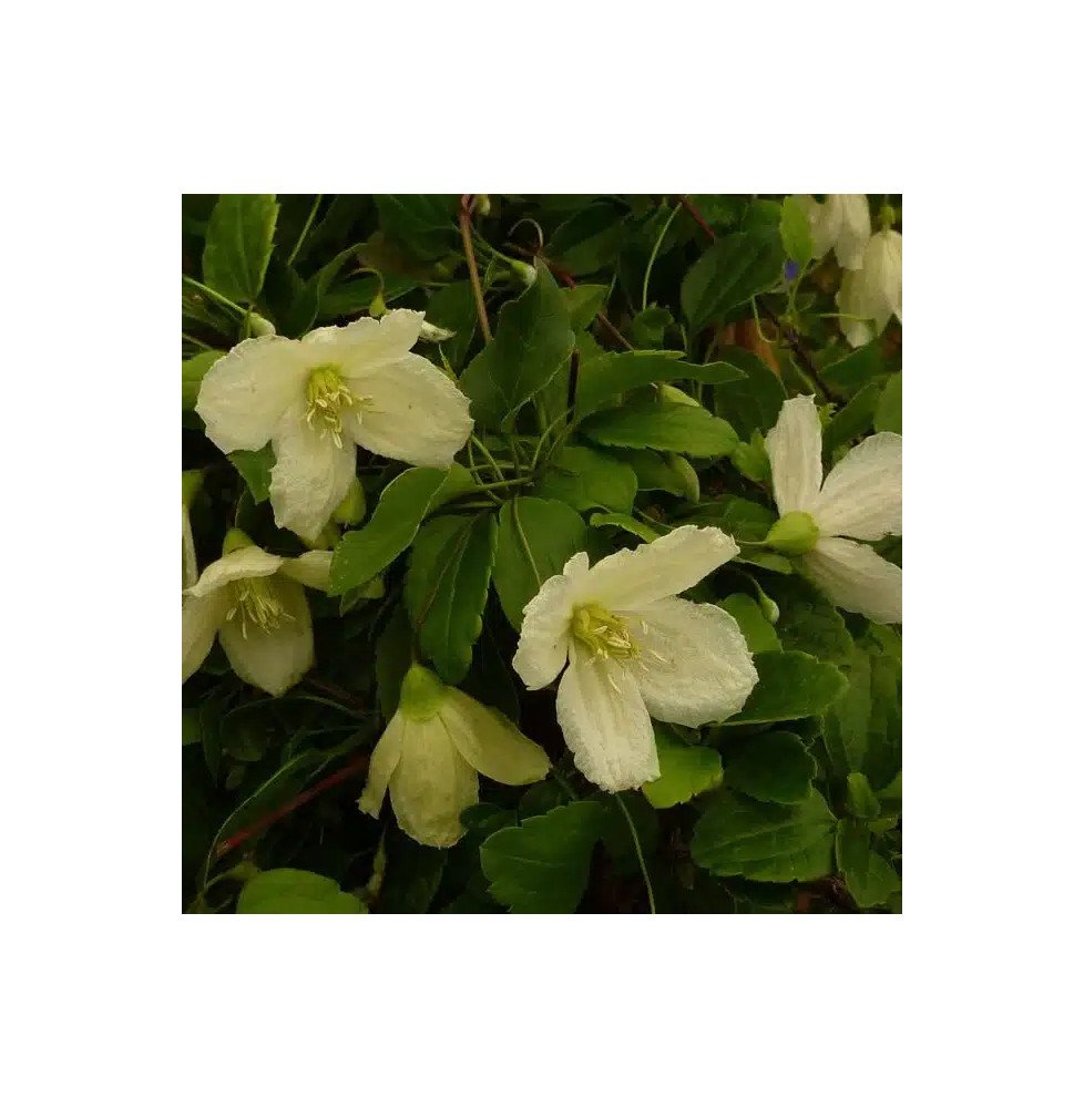 Pépinières Français PF_Clématite658 Clématite de Noël 'Wisley Cream'- clematis cirrhosa
