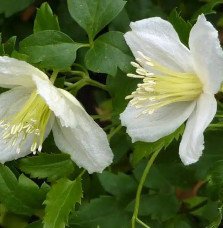 Pépinières Français PF_Clématite658 Clématite de Noël 'Wisley Cream'- clematis cirrhosa