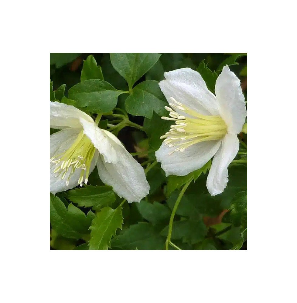 Pépinières Français PF_Clématite658 Clématite de Noël 'Wisley Cream'- clematis cirrhosa